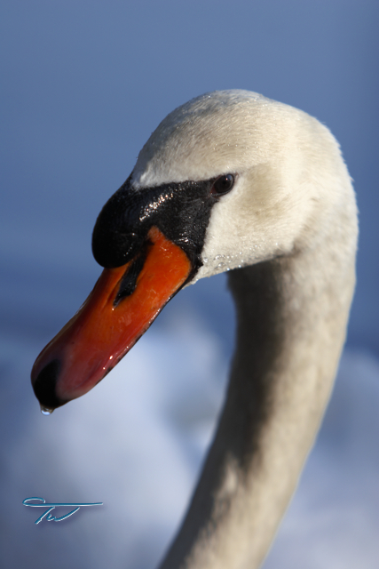 Close Up