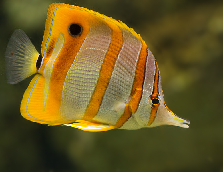 Copper-banded Butterflyfish.jpg