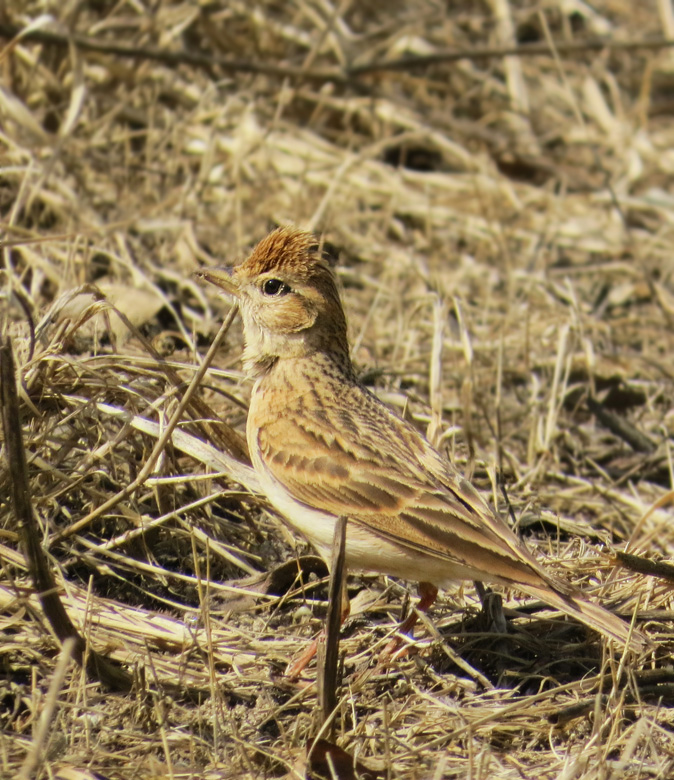 Korttlarka, Short-toed lark (Calandrella brachydactyla).jpg