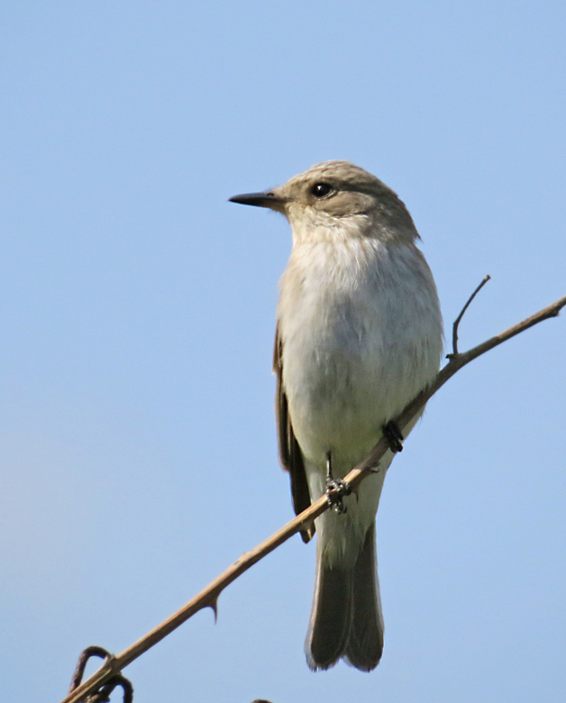 Grå flugsnappare, Spotted Flycatcher (Muscicapa striata).jpg