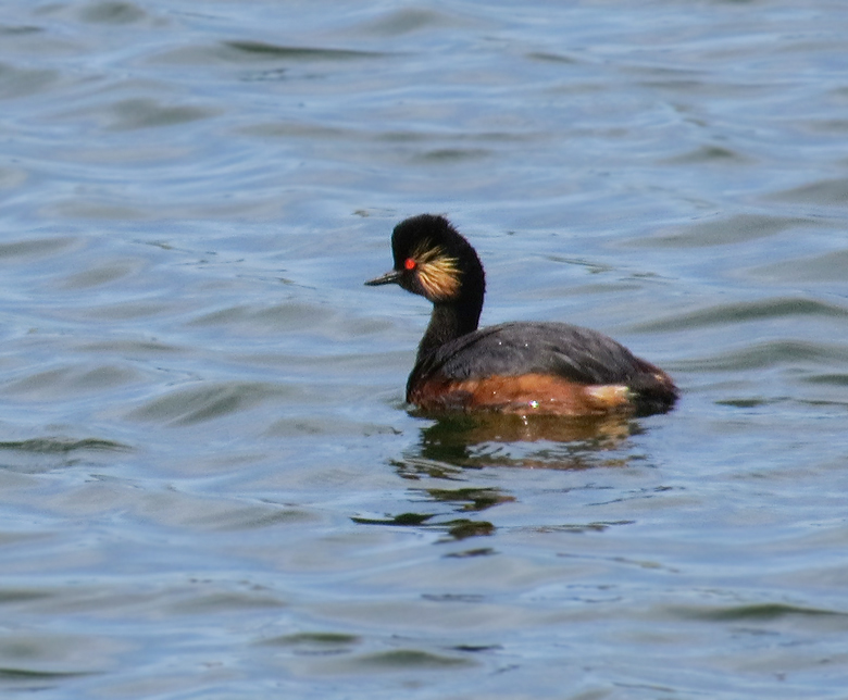 Svarthalsad dopping, Black-necked Grebe (Podiceps nigricollis).jpg