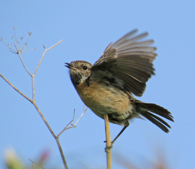 Svarthakebuskskvtta hona, Stonechat female (Saxicola torquata).jpg