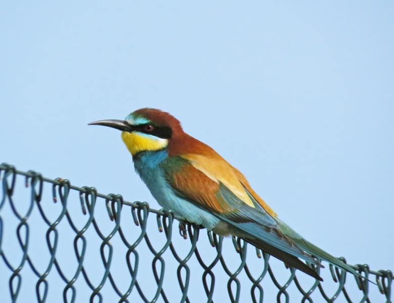 Biätare, European bee-eater (Merops apiaster).jpg