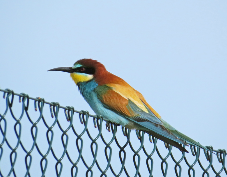 Bitare, European bee-eater (Merops apiaster).jpg