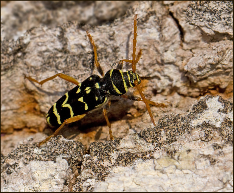 Smalbandad ekbarkbock (Plagionotus arcuatus).jpg