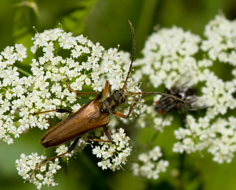 Lundbock hane (Stenocorus meridianus) male