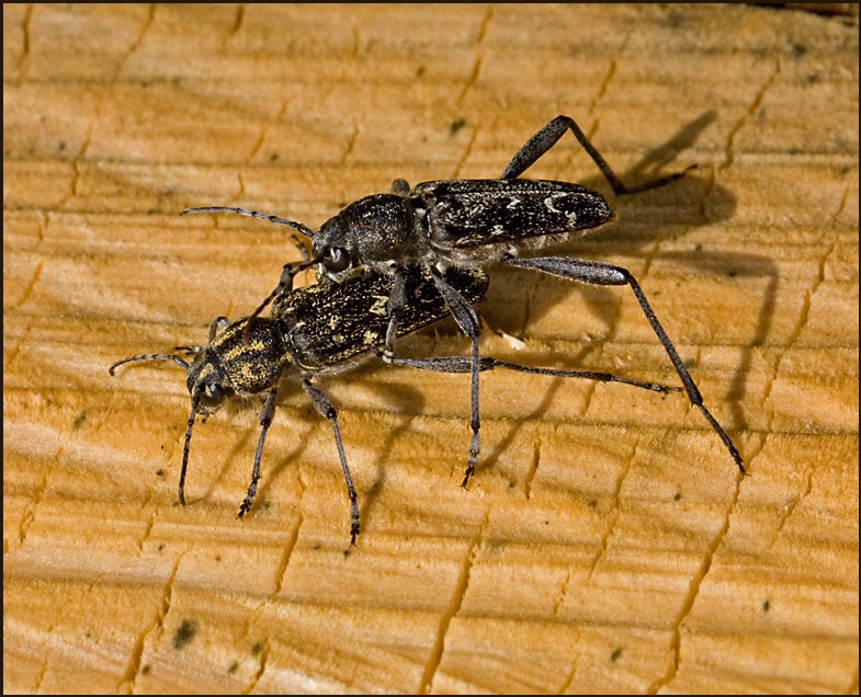 Grbandad getingbock (Xylostrychus rusticus).jpg