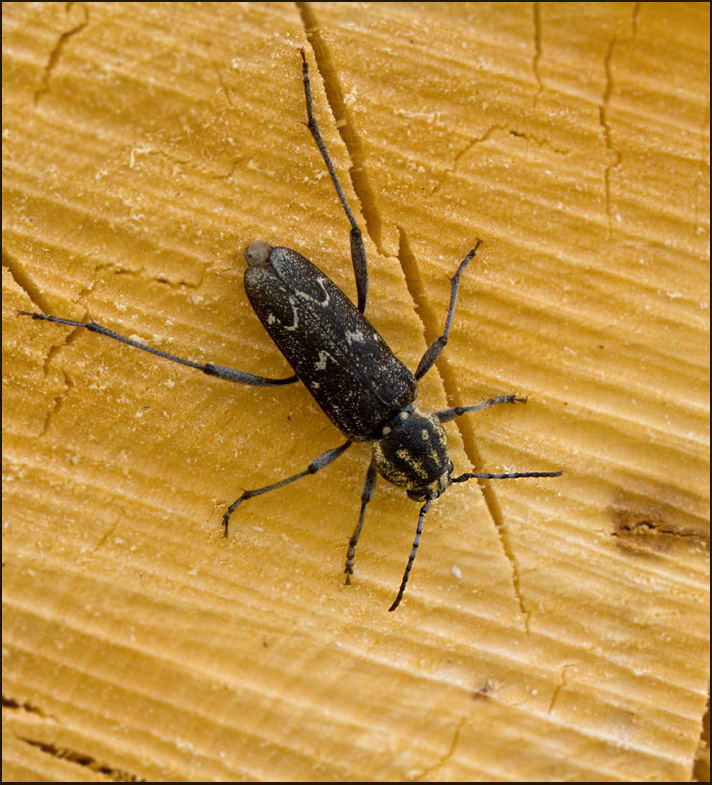 Grbandad getingbock (Xylostrychus rusticus).jpg