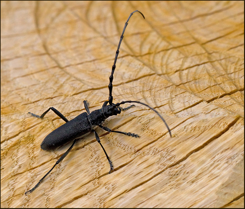 Capricorn Beetle, Mindre ekbock (Cerambyx scopoli).jpg
