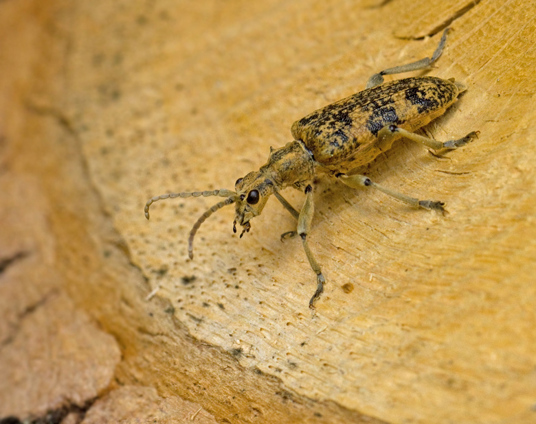 Ektrdlpare hona, (Rhagium sycophanta) female.jpg