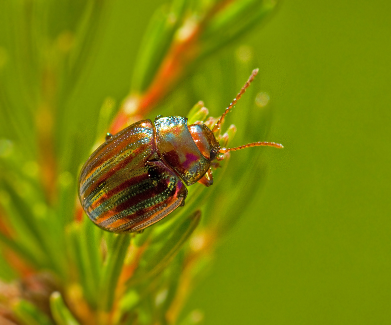 Rosemary Beetle (Chrysolina americana).jpg