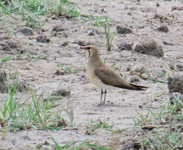 Rödvingad vadarsvala, Collared Pratincole (Glareola praticola).jpg