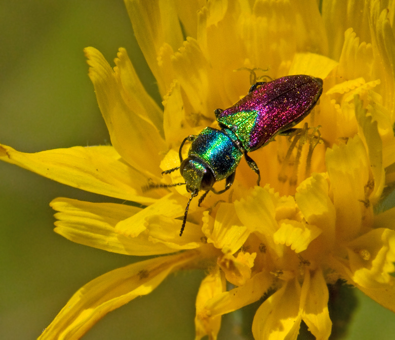 Jewel Beetles, Praktbaggar