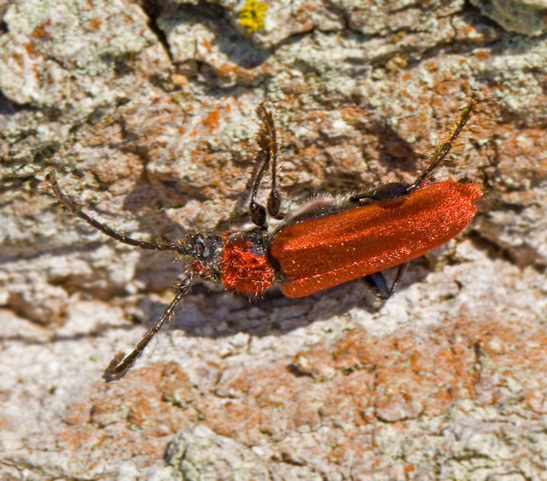 Rdhjon (Pyrrhidium sanguineum).jpg