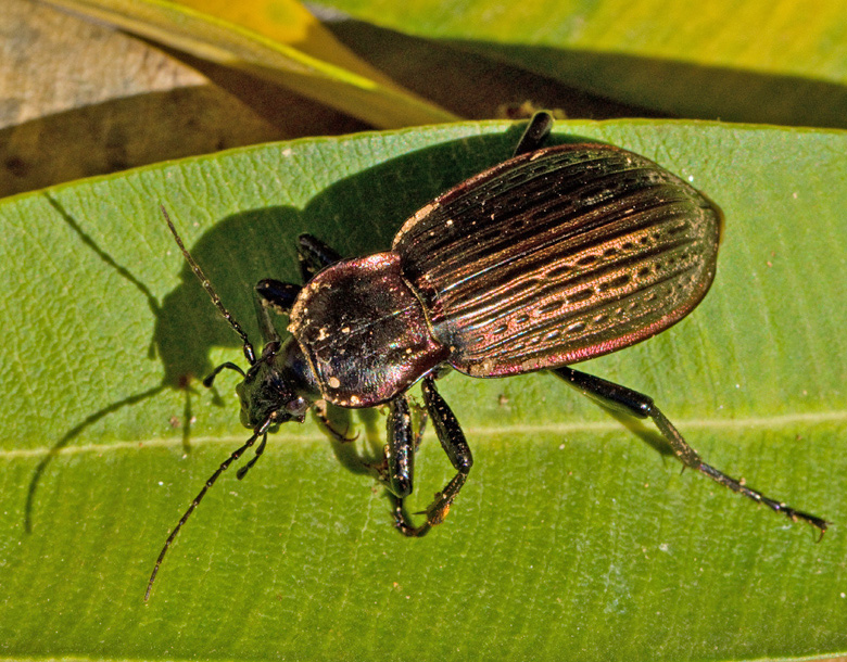 Ground  Beetle (Carabus  mobillosus, ssp macilentus)jpg