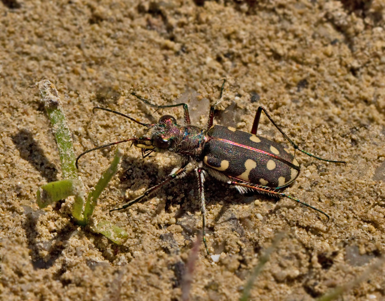 Sandjgare, Tiger Beetle (Cicindela littoralis).jpg