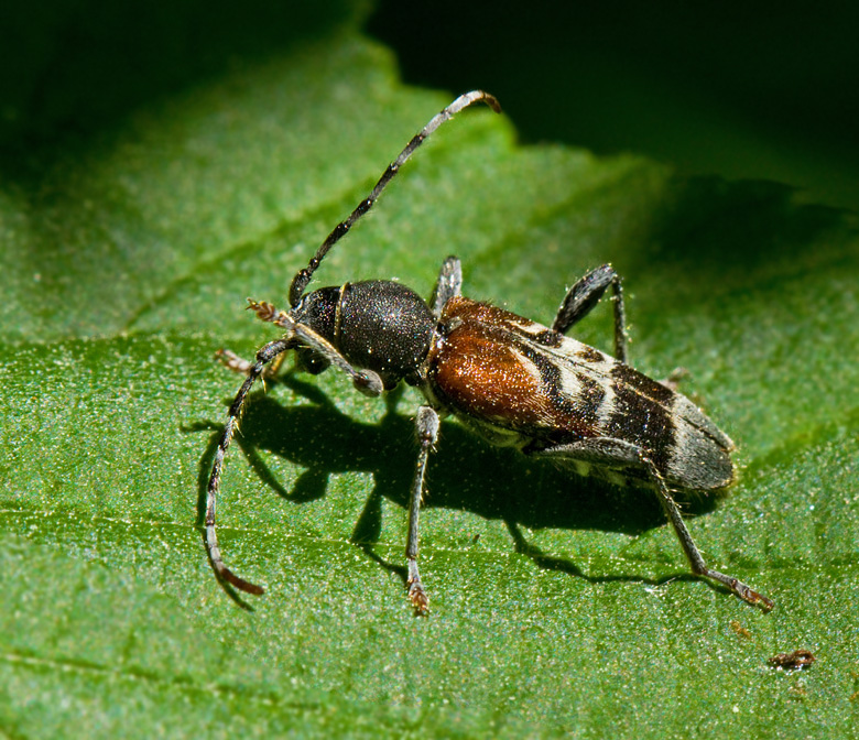 Prynadsbock (Anaglyptus mysticus).jpg