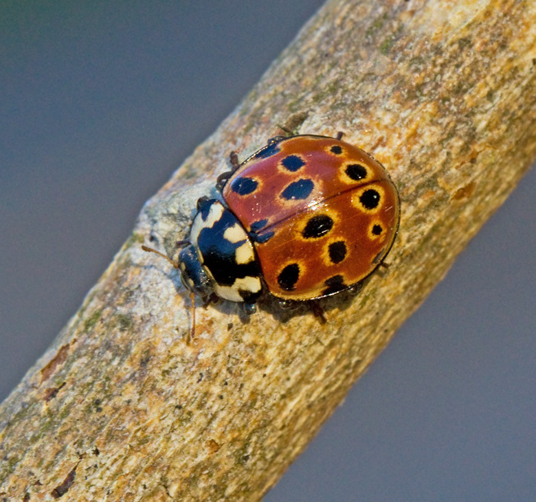 Swedish  Ladybirds, Nyckelpigor (Coccinellidae)