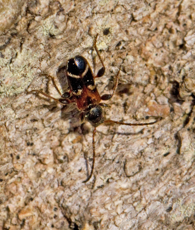 Kvistspegelbock (Phymatodes alni).jpg