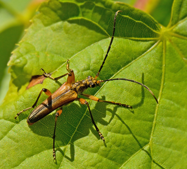 Lundbock hane (Stenocorus meridianus) male