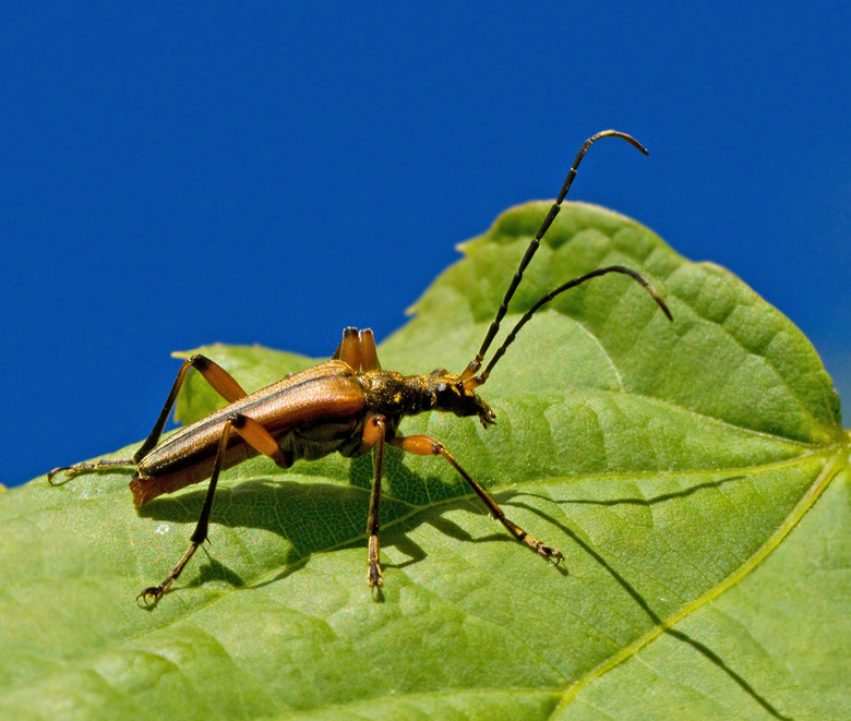 Lundbock hane (Stenocorus meridianus) male