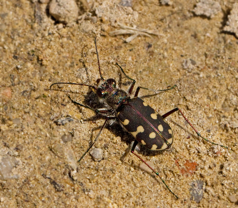 Sandjgare, Tiger Beetle (Cicindela littoralis).jpg