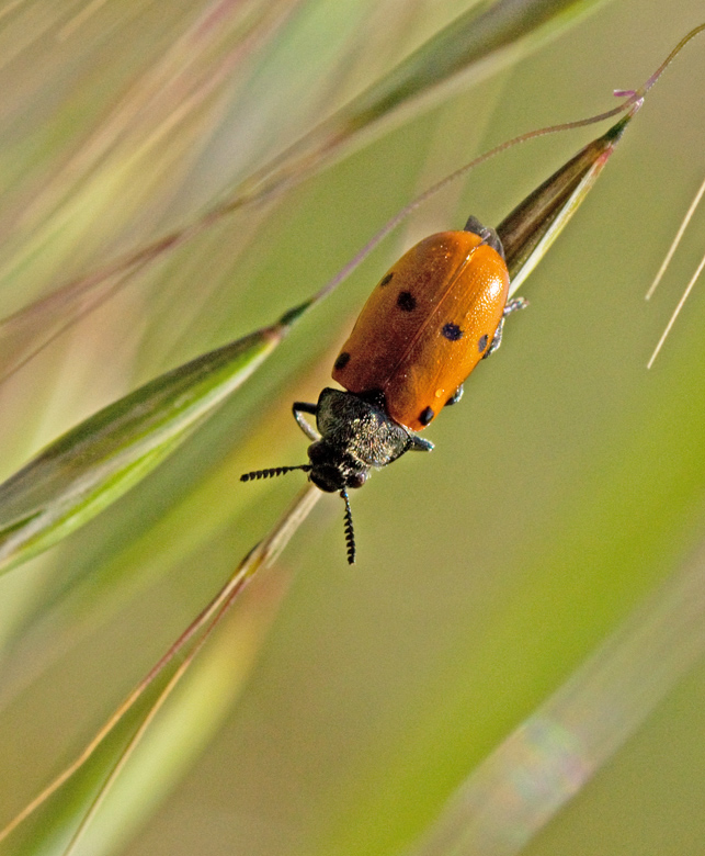 Bladbagge, Leaf Beetle, (Lachnaia vicina)