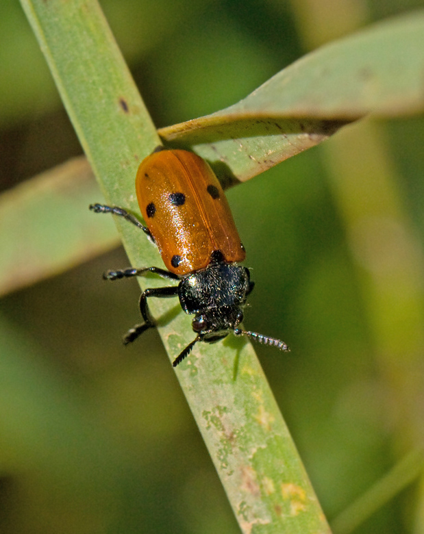 Bladbagge, Leaf Beetle, (Lachnaia vicina)