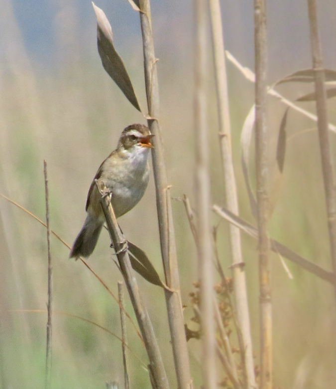 Kaveldunsngare, Moustached warbler (Acrocephalus melanopogon).jpg