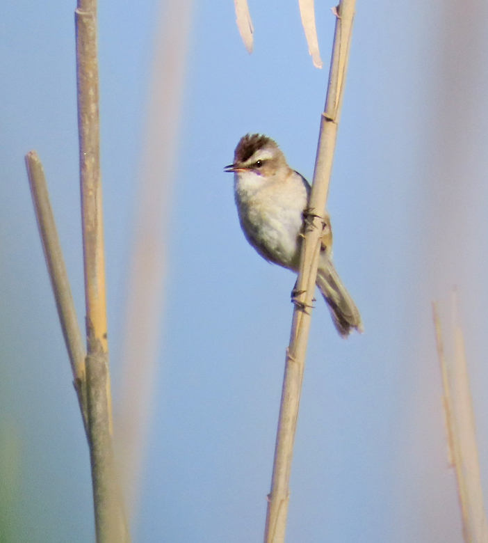 Kaveldunsångare, Moustached warbler (Acrocephalus melanopogon).jpg