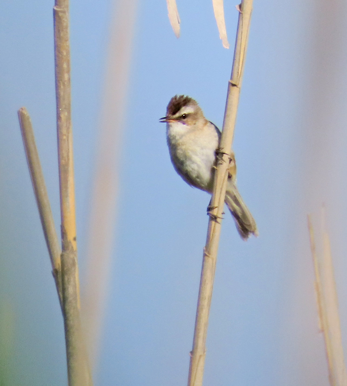 Kaveldunsngare, Moustached warbler (Acrocephalus melanopogon).jpg