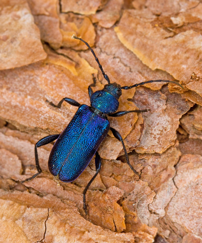 Blhjon, Violet Tanbark Beetle (Callidium violaceum) .jpg