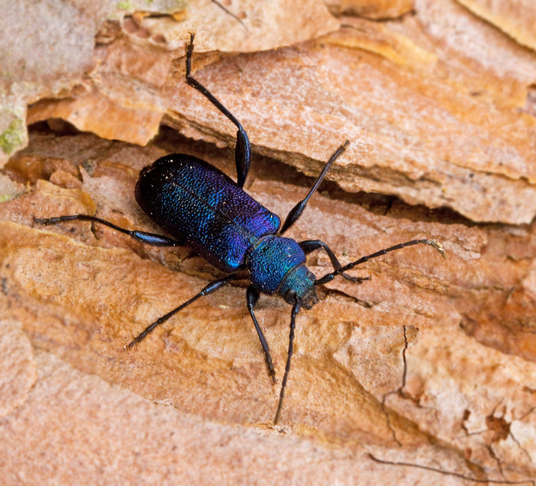 Blhjon, Violet Tanbark Beetle (Callidium violaceum) .jpg