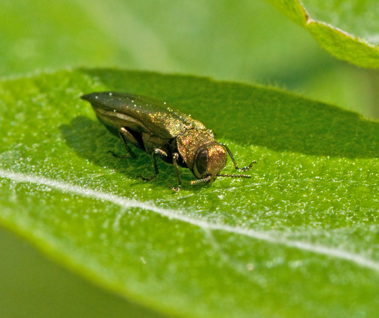 Grn smalpraktbagge (Agrilus viridis).jpg