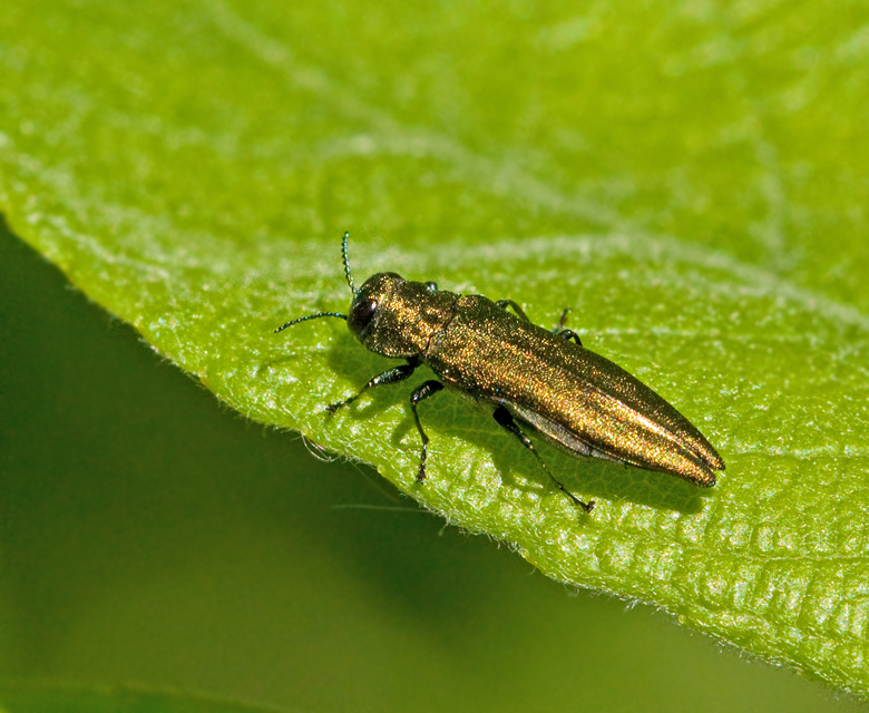Swedish Jewel Beetles, praktbaggar (Buprestidae)