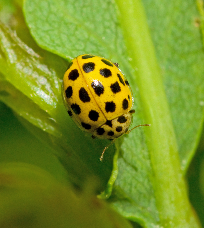 22-spot Ladybird (Psyllobora vigintiduopunctata) 22-prickig nyckelpiga.jpg