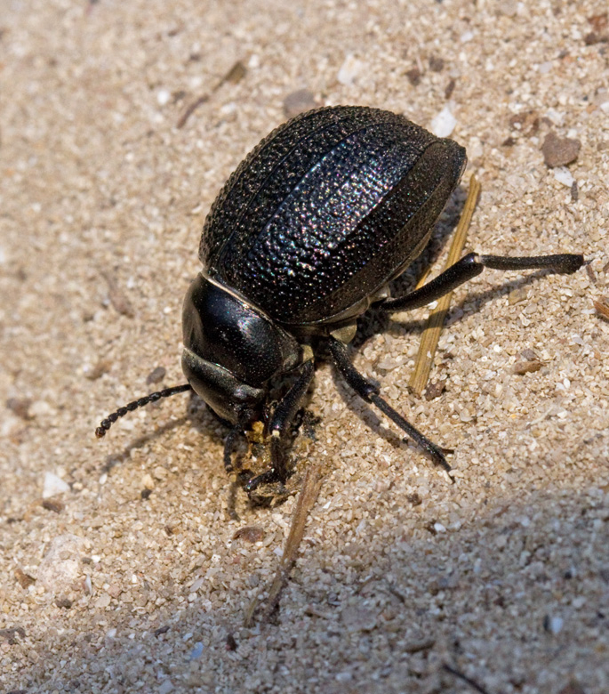 Darkling Beetles of Mallorca, Tenebrionidae