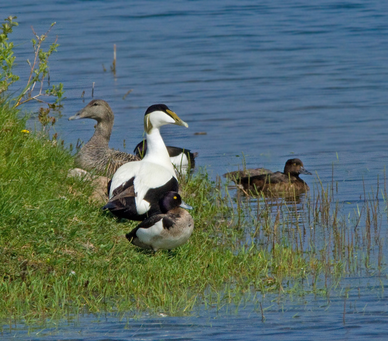 Eider male and female and a pair of Tufted Duck, Ejder hane och hona (Somateria mollissima).jpg