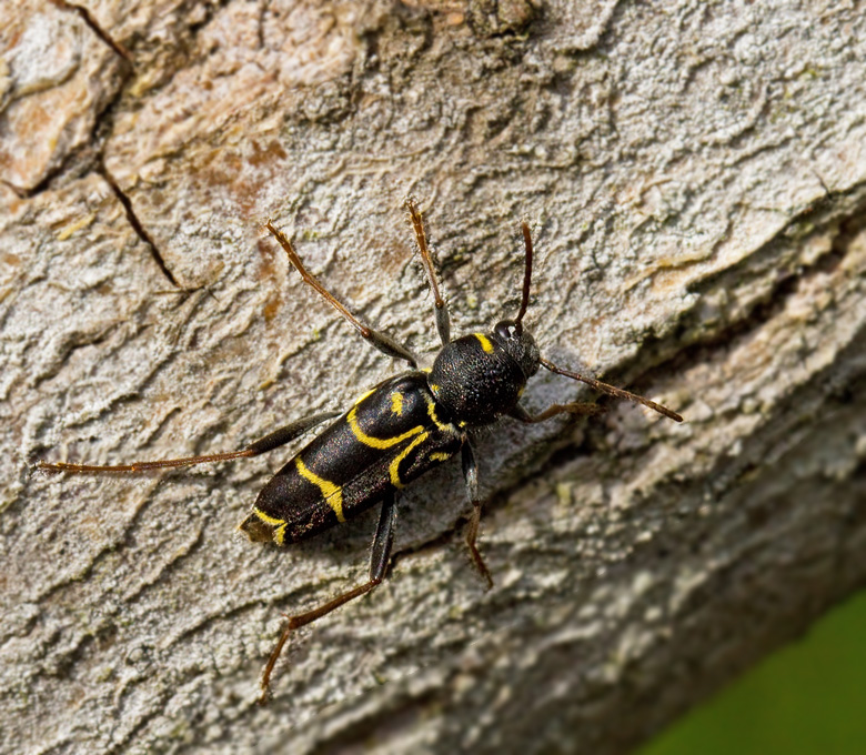 Ekgetingbock (Xylotrechus antilope).jpg