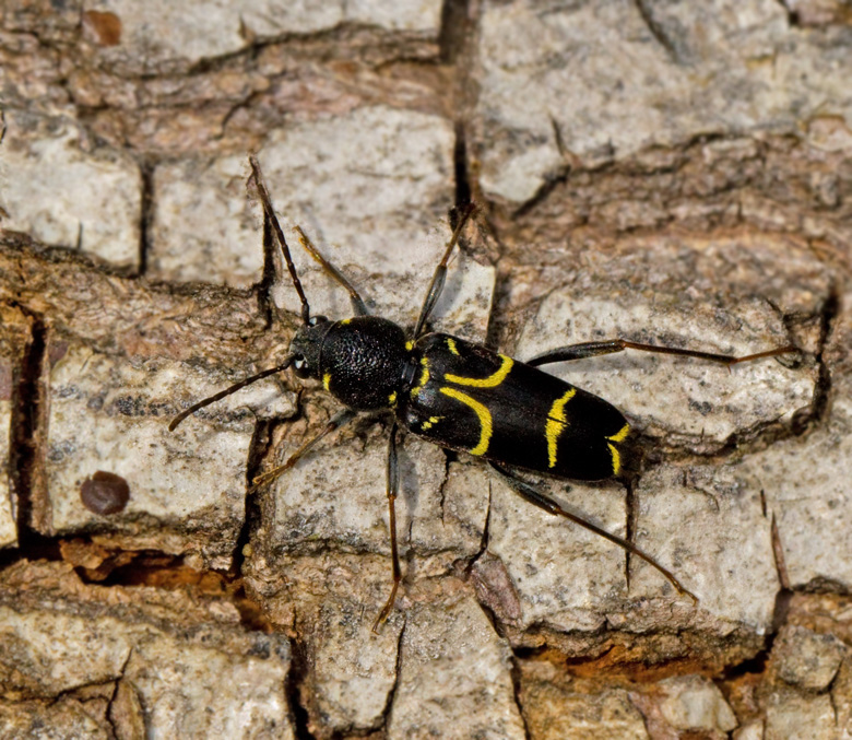 Ekgetingbock (Xylotrechus antilope).jpg
