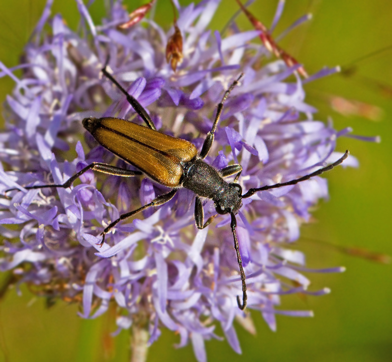 Svartkantad bock (Anastrangalia reyi) male.jpg