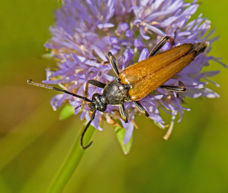 Hrig blombock (Pedostrangalia pubescens).jpg