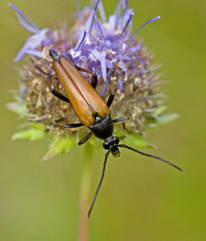 Hrig blombock (Pedostrangalia pubescens).jpg