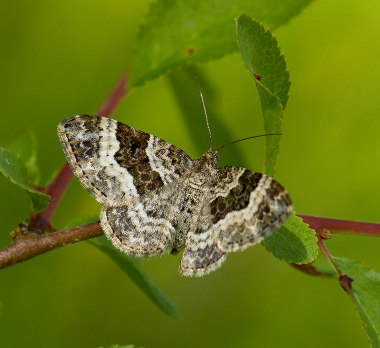 Common Carpet, Gr mrfltmtare   (Epirrhoe alternata).jpg