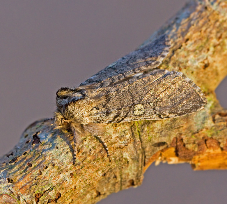 Bjrkgulhornspinnare, Yellow Horned (Achlya flavicornis).jpg
