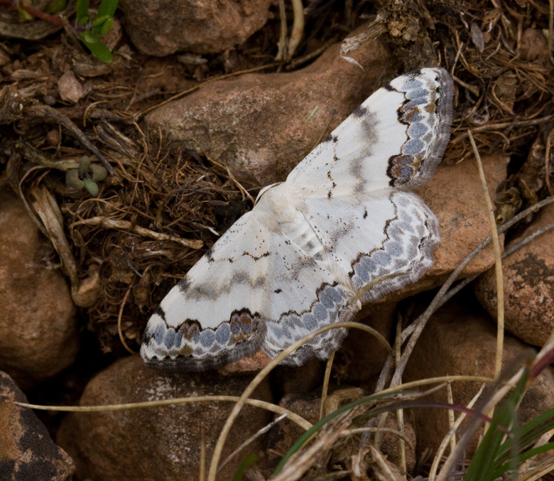 Blflckad lvmtare, Middle Lace Border (Scopula decorata).jpg