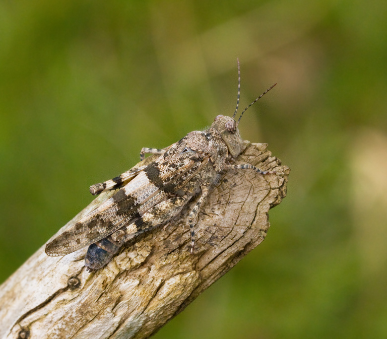 Slender Blue-winged Grasshopper, Blåvingad gräshoppa (Sphingonotus caerulans).jpg