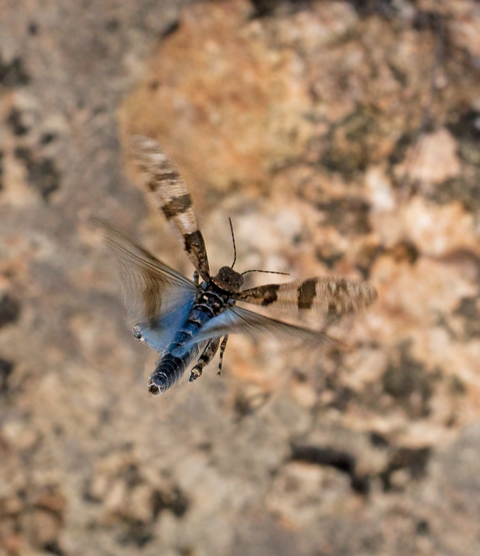 Slender Blue-winged Grasshopper, Blåvingad gräshoppa (Sphingonotus caerulans).jpg