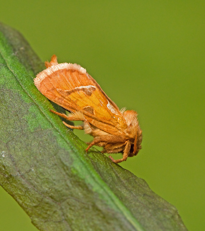 Orange Swift, Kamsprtad rotfjril  (Triodia sylvina).jpg