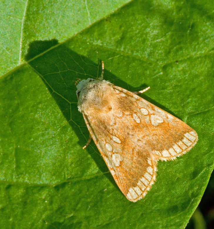 Kretsfly, Heart Moth (Dicycla oo).jpg